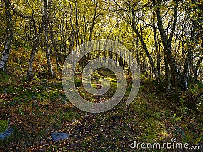 Follow the narrow woodland path through Froggat Woods down the hillside Stock Photo