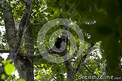 Cahuita National Park, Capuchin Monkey Stock Photo