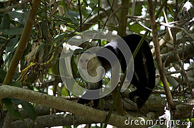 Cahuita National Park, Capuchin Monkey Stock Photo