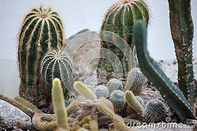 Different types of cactus, of varius shapes, from round to long cactus Stock Photo