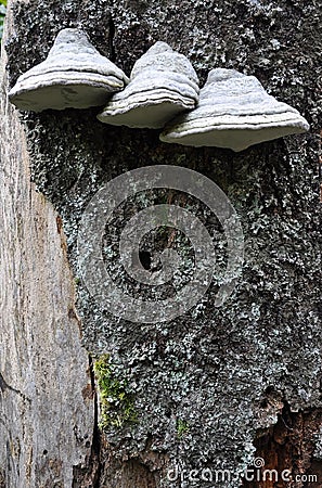 Fomes fomentarius Stock Photo