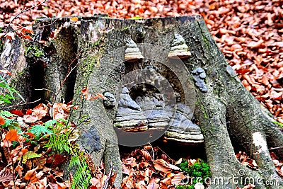 Fomes fomentarius, wood sponge fungus, photo Stock Photo