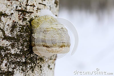 Fomitopsis betulina previously Piptoporus betulinus, commonly known as the birch polypore, birch bracket, or razor strop, is a c Stock Photo