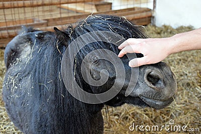 Fondle Shetland Pony Closeup Hand Stock Photo