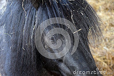 Fondle Shetland Pony Closeup Hand Stock Photo