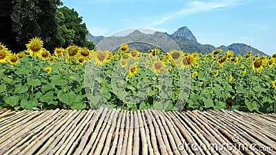 Yellow flowers Stock Photo