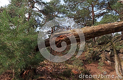 Dead tree trunck on hiking path in Fontainebleau forest Stock Photo