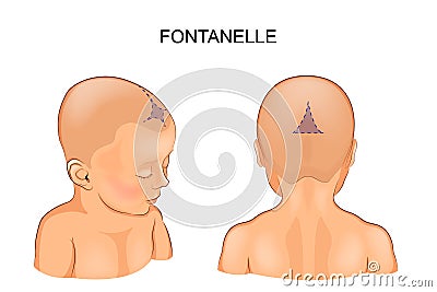 Fontanel in the infant Vector Illustration