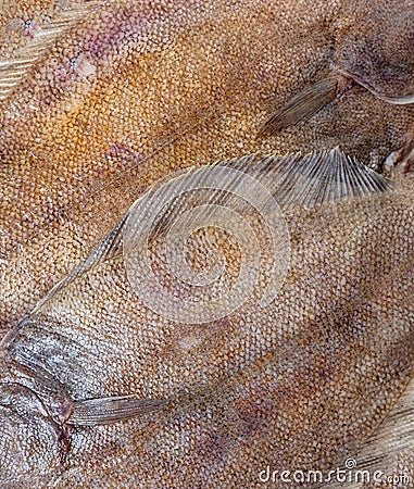 Flounder fish scales texture closeup Stock Photo