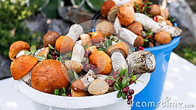 Food banner. Close-up orange cap boletus mushrooms and lingonberry in buckets. Collecting wild mushrooms and berries in the forest Stock Photo