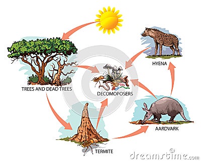 Food chain - anteater Vector Illustration