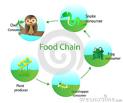 Food chain Stock Photo
