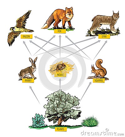 Food chain-example Vector Illustration