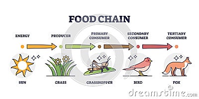 Food chain levels and animal classification by eating type outline diagram Vector Illustration