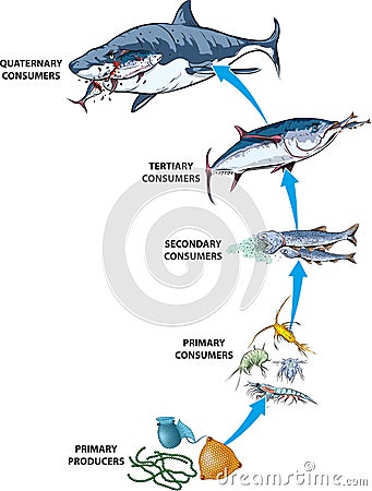 Food chain-marine Vector Illustration