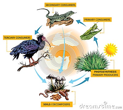 Food chain-turkey example Vector Illustration