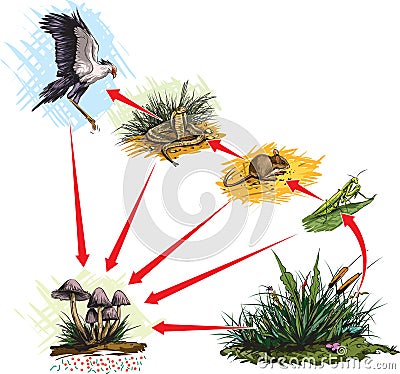 Food chain Vector Illustration