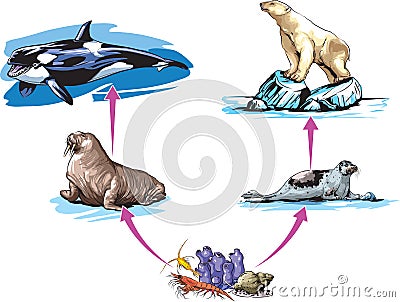 Food chain Vector Illustration