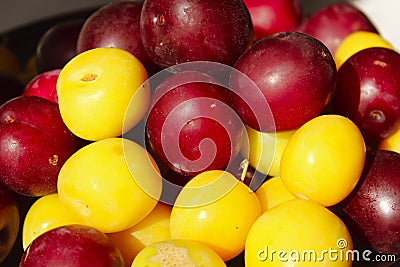 Food concept. Summer background. Colorful fresh plum. Ripe juicy plums. Stock Photo