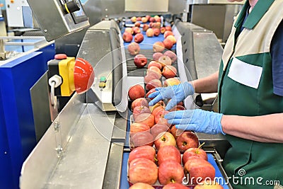 Food factory: assembly line with apples and workers Stock Photo