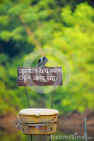 Crow sitting on sign board for fish food. Stock Photo