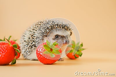 food for hedgehogs.gray hedgehog and red strawberries on a beige background.Baby hedgehog.strawberry harvest.African Stock Photo