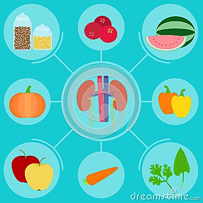 food helpful for healthy kidney Vector Illustration