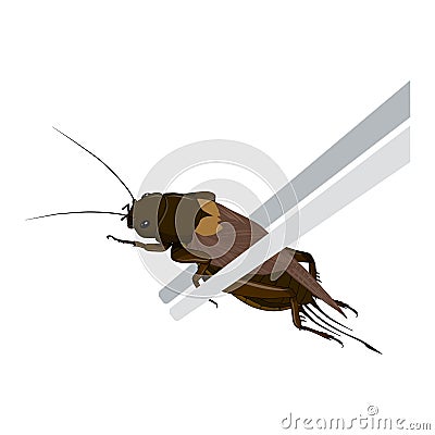Food Insects: Crickets insect deep-fried crispy for eating as ready meal food items on wooden chopstick, it is good source of Vector Illustration