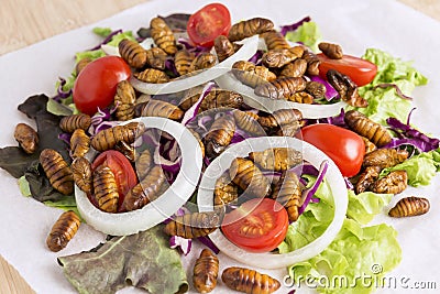 Food Insects: Silkworm Pupae insect for eating as food fried items on salad vegetable on wood background. Chrysalis Silkworm is Stock Photo