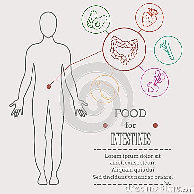 Food for intestines Vector Illustration