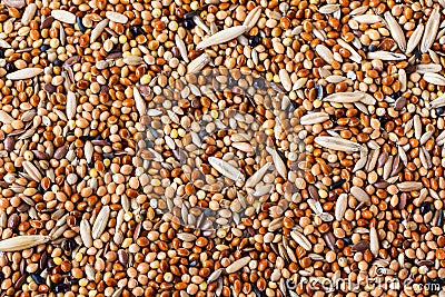 Food for parrots. Food for birds for every day. Close up. Seeds of cereals. Canary seed. Abstract background Stock Photo