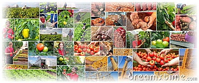 Food Production - Farming - Agriculture Collage Stock Photo