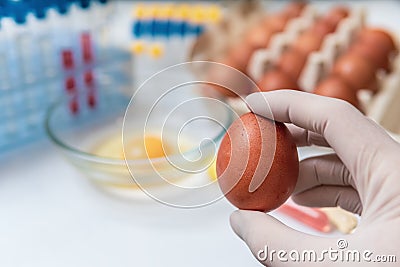 Food quality control concept. Scientist is holdinh egg in laboratory. Stock Photo