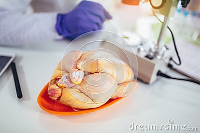 Food quality control expert inspecting at meat specimen Stock Photo