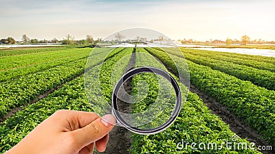 The food scientist checks the potato for chemicals and pesticides. Study quality of soil and crop. Growing organic vegetables. Eco Stock Photo