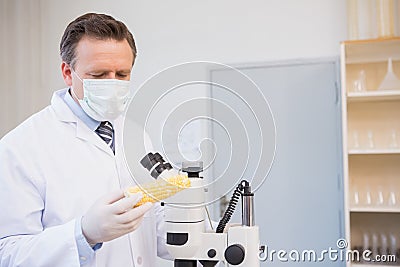 Food scientist examining corn Stock Photo