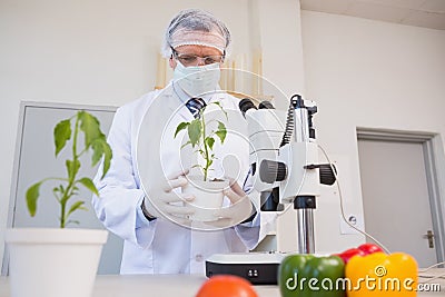 Food scientist looking at green plant Stock Photo