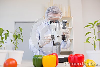 Food scientist looking through a microscope Stock Photo
