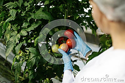 Food scientist showing tomatoes in greenhouse Stock Photo