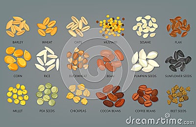 Food seeds and grains, beans of coffee and cocoa Vector Illustration