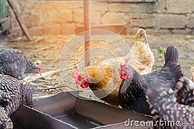 Food on the table, very tasty and appetizing, top view,glasses of champagne Stock Photo