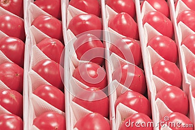 Food. View of ripe tomatoes that are each in a separate cell in even rows in a drawer Stock Photo