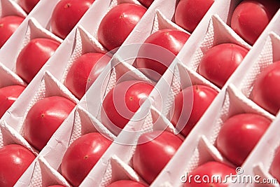 Food. View of ripe tomatoes that are each in a separate cell in even rows in a drawer Stock Photo