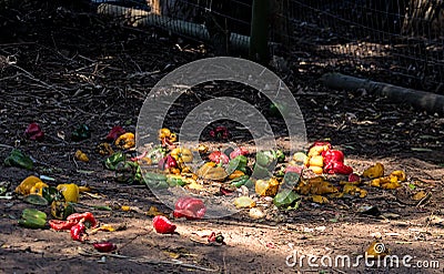 Food Waste - An Assorment of Peppers in a Pig Pen Stock Photo