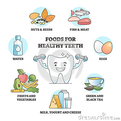 Foods for healthy teeth as nutrition influence to oral care outline concept Vector Illustration