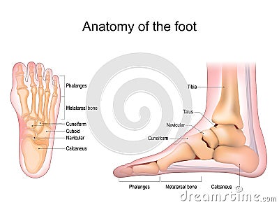 Foot anatomy. Human foot with the name and description of all bones and sites Vector Illustration