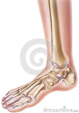 Foot & Ankle - Showing Bones and Joints Stock Photo