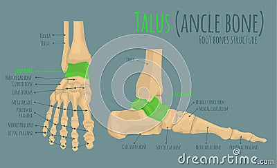 Foot bones anatomy Vector Illustration