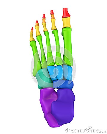 Foot Bones Anatomy Isolated Stock Photo