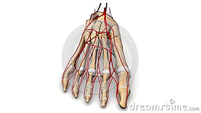 Foot bones with Arteries anterior view Stock Photo